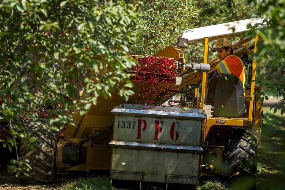 Superávit de balanza comercial agroalimentaria de México con Canadá fue de 515 millones 751 mil dólares al cierre de primer semestre de año.