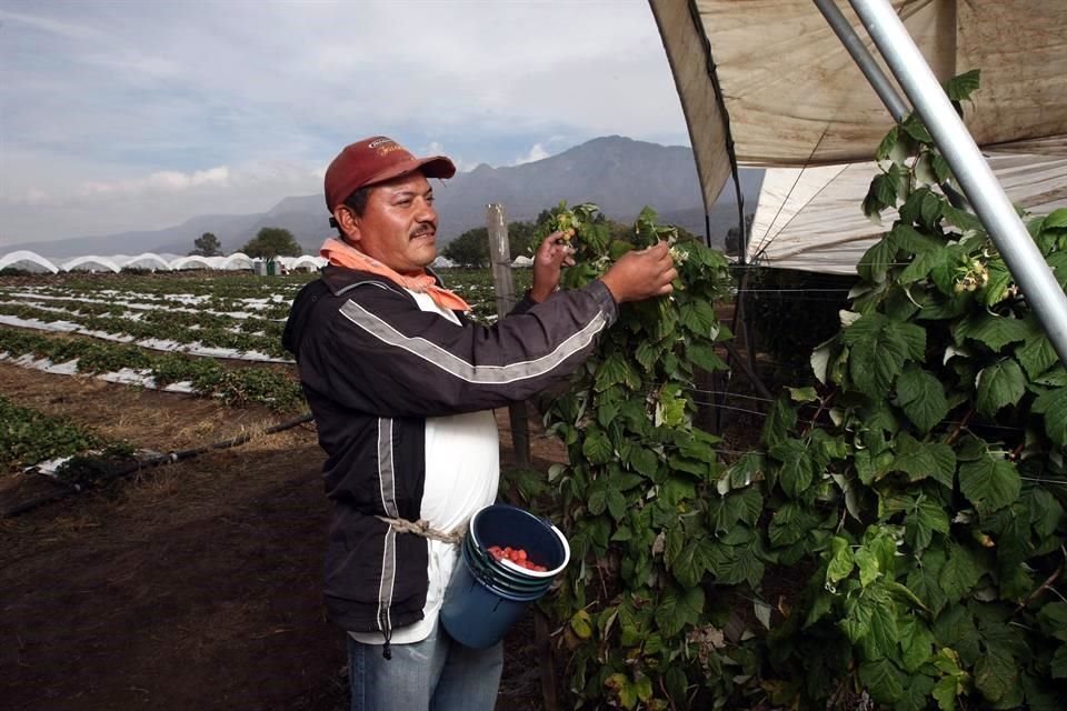 EU investigará posibles amenazas a la operación de sus productores en la importación de frutas y verduras de México.