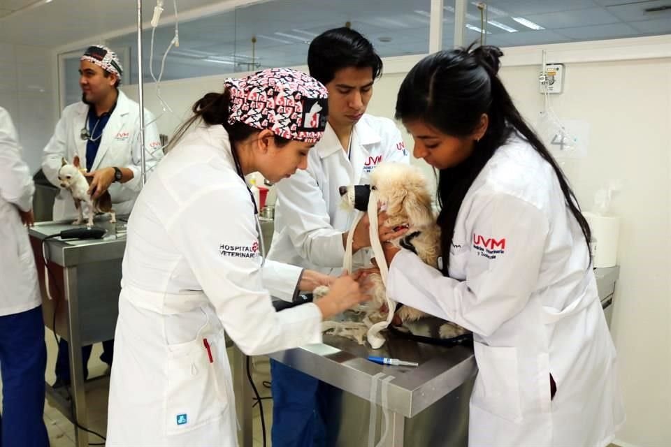 Banco de Sangre para perros y gatos y atención médica a animales callejeros son algunos servicios que ofrecerá la universidad UVM.