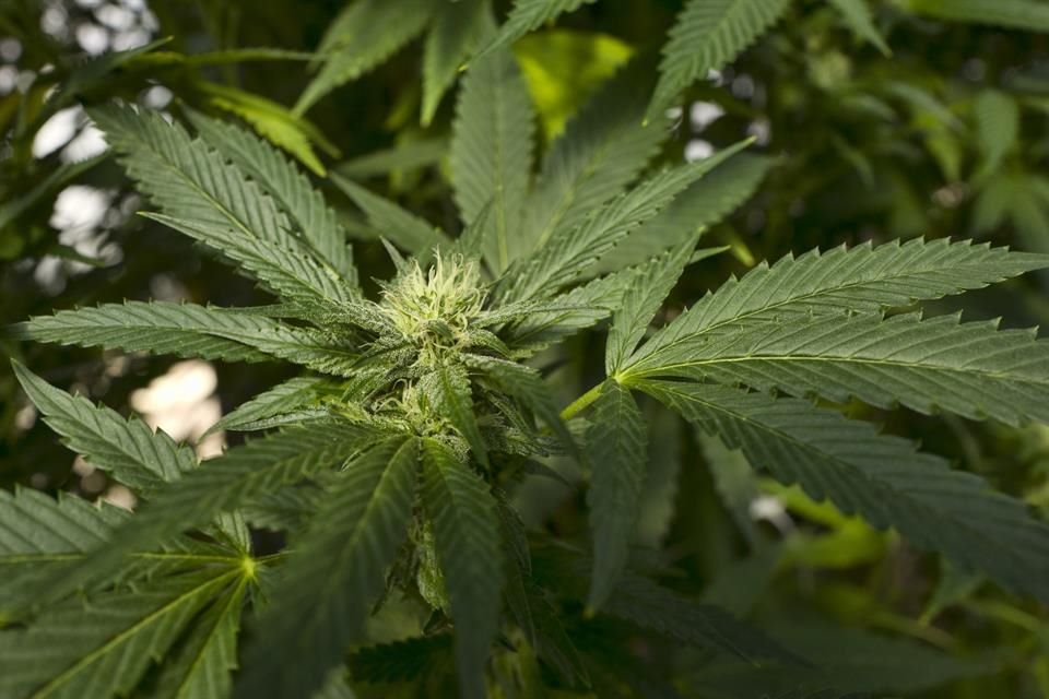 En todos los casos se indica que contienen THC -el ingrediente de la marihuana que produce el efecto estimulante- en una esquina inferior del envase.