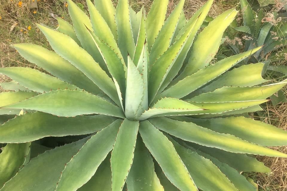 Morelos busca atraer inversionistas para la producción de mezcal.