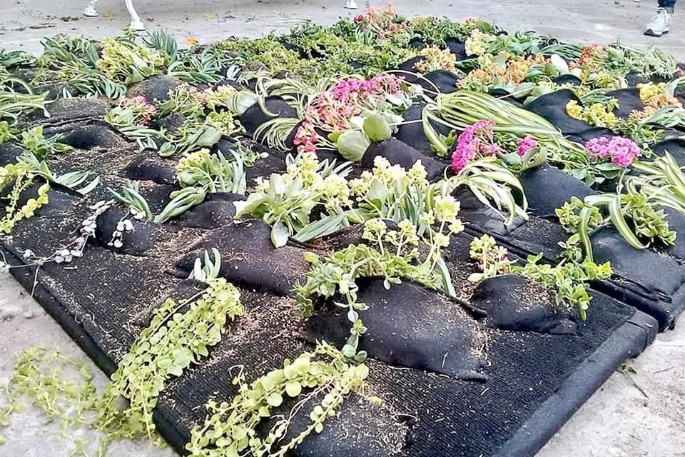 México posee una riqueza botánica envidiable; la bióloga guía a quienes están dispuestos a conocer este tesoro.