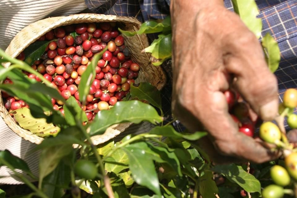 El aumento de la producción de los granos arábica y robusta estándar provocó una caída de los precios.