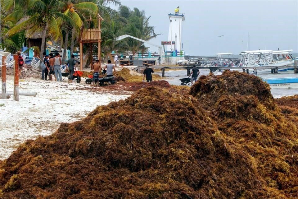 Pescadores retiran sargazo de las costas de Puerto Morelos, en Quintana Roo.