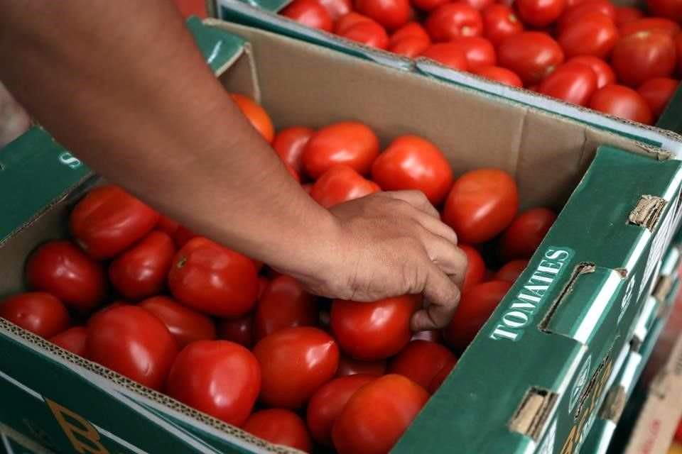 Productores de jitomate aseguraron que cerca del 70 por ciento de los jitomates que se consumen en Estados Unidos provienen de México, y que el aumento de precio por aranceles lo pagarán los consumidores.