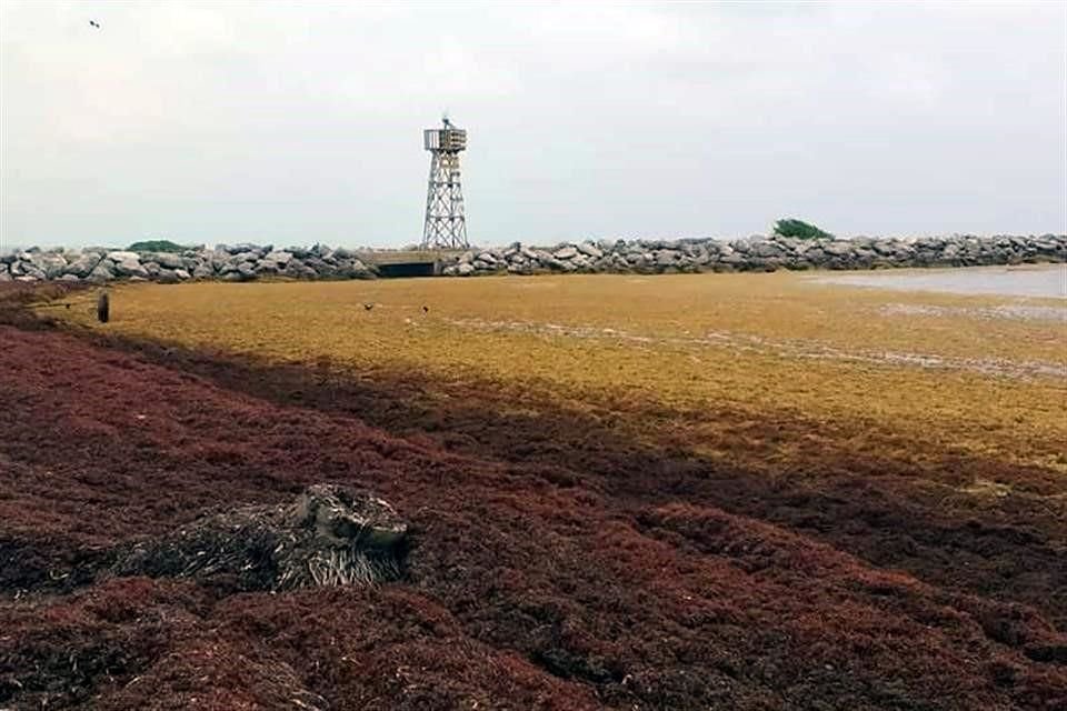 Sargazo en playa de Xcalak, en Quintana Roo.