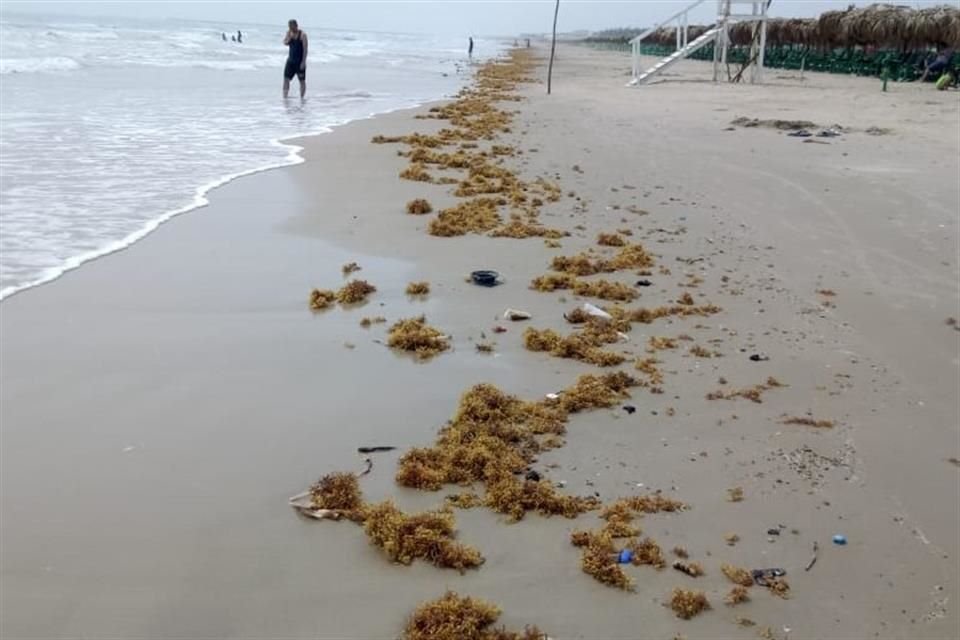 De acuerdo con prestadores de servicio de esta playa, la presencia de estas raíces y algas se puede observar en gran parte de este litoral, desde playa norte a la zona de escolleras.