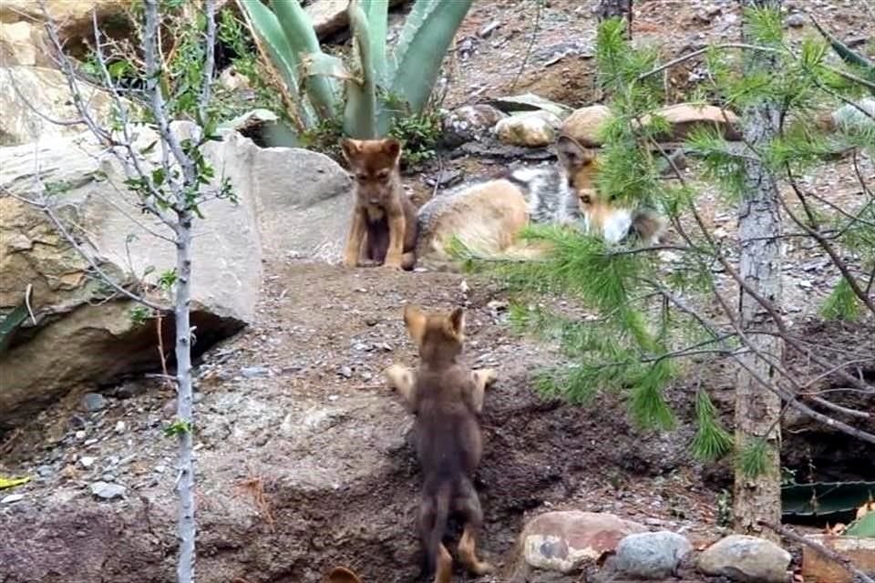 El lobo gris mexicano habitaba desde el sur de Estados Unidos hasta el centro de México, es la subespecie de lobo más chica de Norteamérica y la que corre más riesgo de desaparecer.
