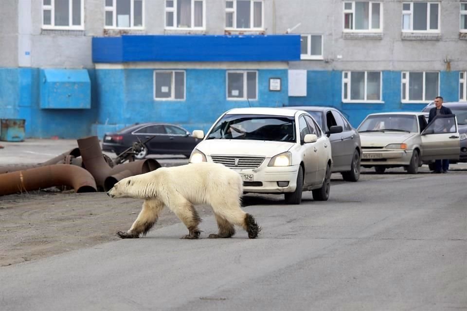 Un oso polar demacrado fue avistado en una ciudad rusa, a mil 500 kilómetros de su hábitat natural, buscando alimento entre la basura.