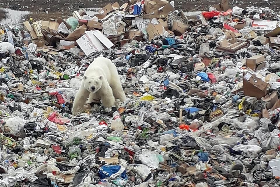 Un oso polar demacrado fue avistado en una ciudad rusa, a mil 500 kilómetros de su hábitat natural, buscando alimento entre la basura.