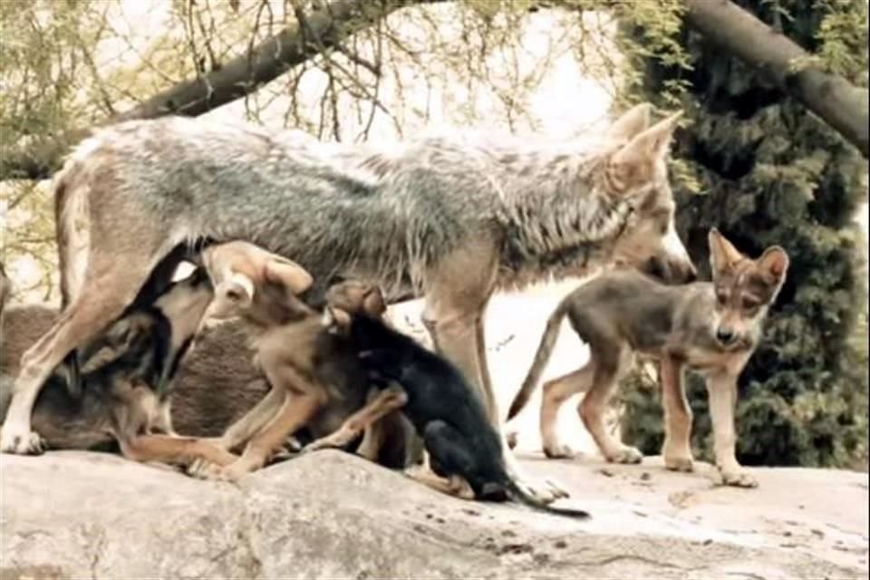 'Garita', nombre de la loba, es la hembra número uno de México por su alta calidad genética y el más bajo porcentaje de consanguinidad de la especia.