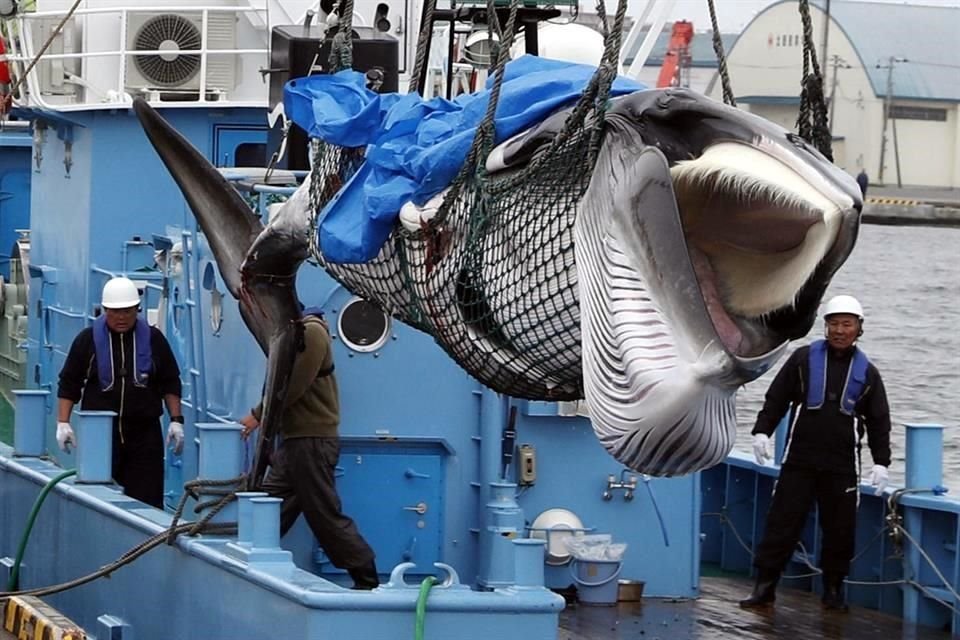 El Parlamento de Japón aprobó enmienda de ley en apoyo de la caza comercial 'sostenible' de ballenas, una práctica que el reanudó en julio.