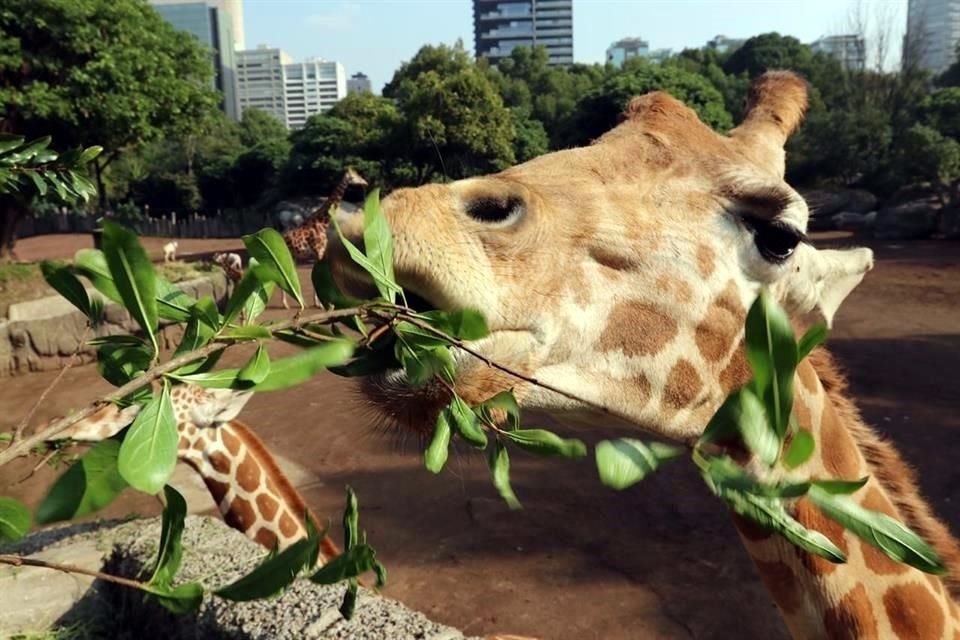 Los zoológicos sólo permitirán el 60 por ciento de aforo.