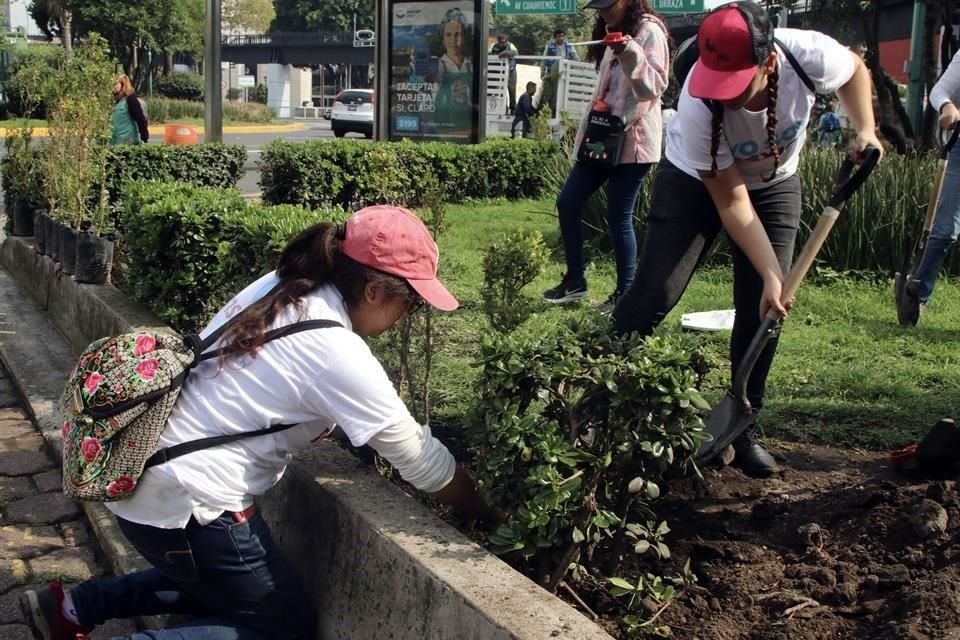 El informe de la Secretaría de Medio Ambiente expone que se trata de plantas, arbustos y árboles, sin precisar el número sembrado por tipo, por lo que se desconoce cuántos son árboles o arbustos y cuántas plantas.