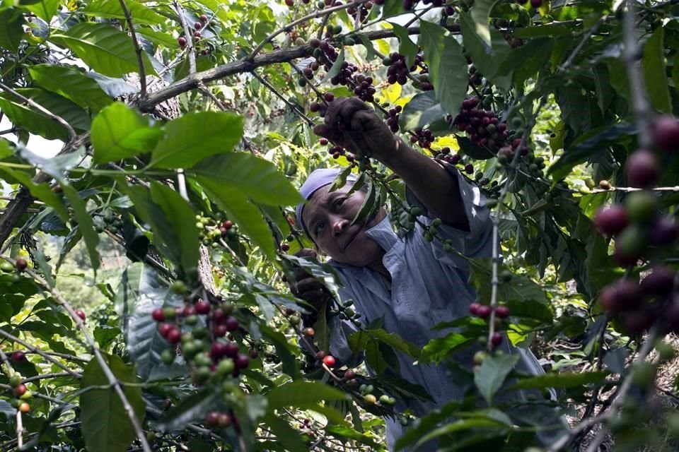 Nestlé es el principal comprador de cereza de café en el País y el 92 por ciento de su suministro proviene de pequeños caficultores de los principales estados productores: Chiapas, Veracruz, Puebla, Oaxaca y Guerrero, a quienes capacita en prácticas de cultivo y de agricultura sustentable. 