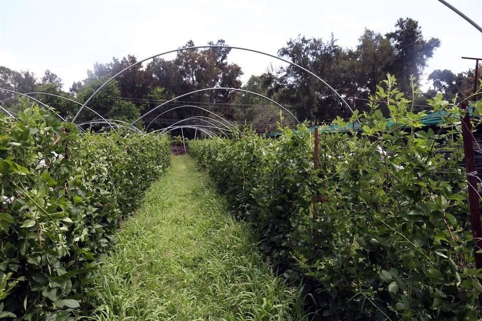 Los cultivos de berries serían de los afectados, pues son delicados y requieren certificados de exportación.