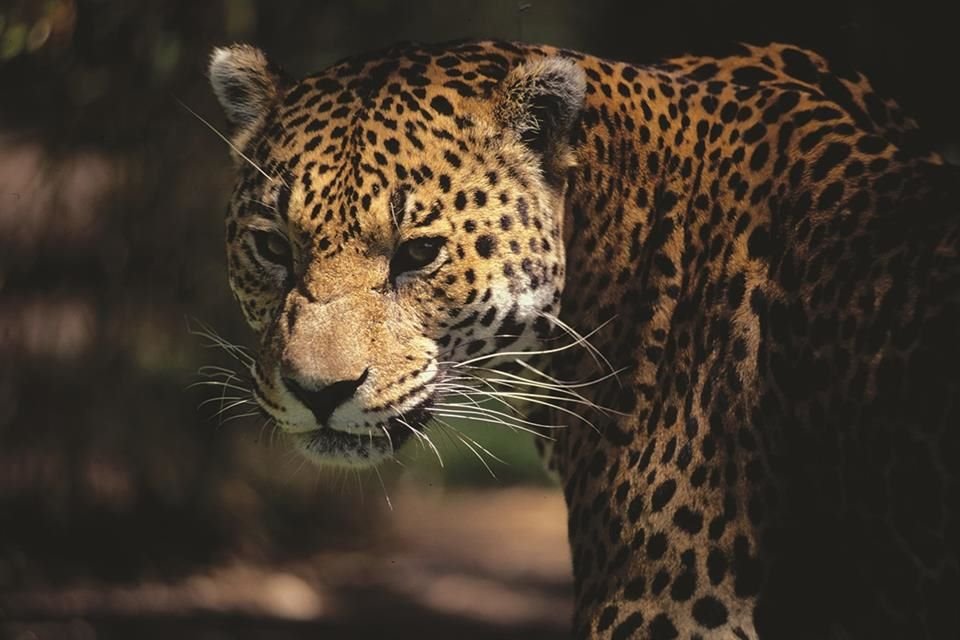 El país asiático es el principal destino del tráfico ilegal del felino en peligro de extinción de América Latina, alertan expertos.