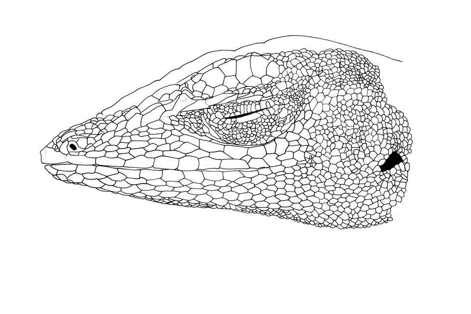 Algunas de las disciplinas que se valen de la ilustración científica son la medicina, arqueología, paleontología, paleobotánica, astronomía y biología.