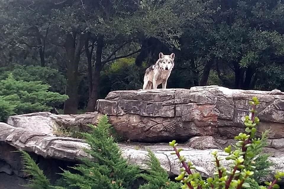 Sheep es padre de 4 lobos mexicanos, vive en el Zoológico de Aragón y ha llegado a los 14 años pese a que en vida libre la esperanza de vida de su especie es de 12.