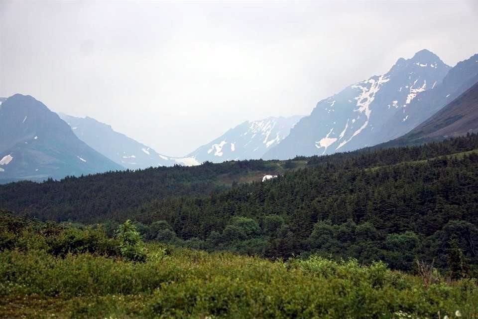 Trump busca eximir una regla contra la tala de casi 16.7 millones de acres en el Bosque Nacional de Tongass, en Alaska, reveló WP.