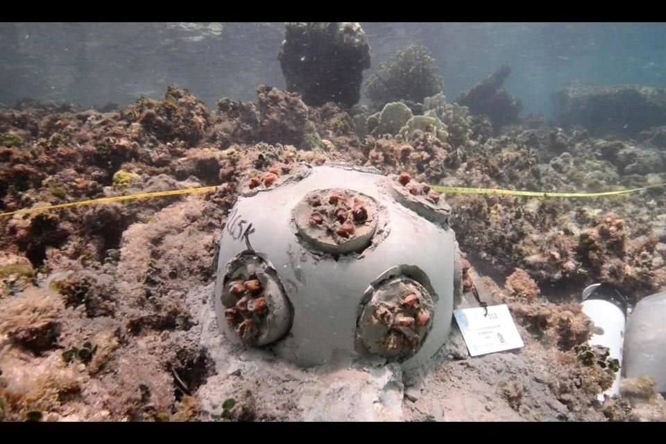 Este mes se tiene programada la siembra de 20 mil colonias de coral de las cuales, este jueves se sembraron las primeras tres mil.