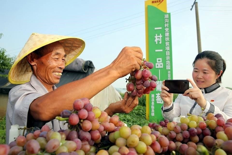 Yang Yan, miembro del PCCh y socia de 'aldeas Taobao' en Hugou, del pueblo Linhuan, fotografa uvas cosechadas para ayudar a un campesino a venderlas en la plataforma de comercio electrnico.