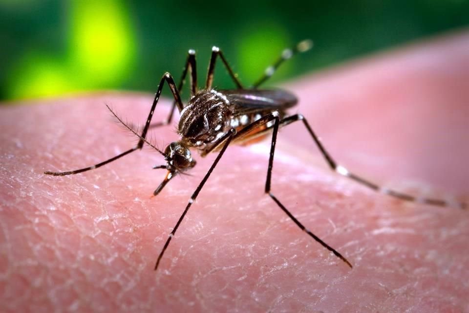 Un repunte de casos y decesos por dengue azota a la Península de Yucatán y a algunos estados del centro del País como Morelos y Puebla.