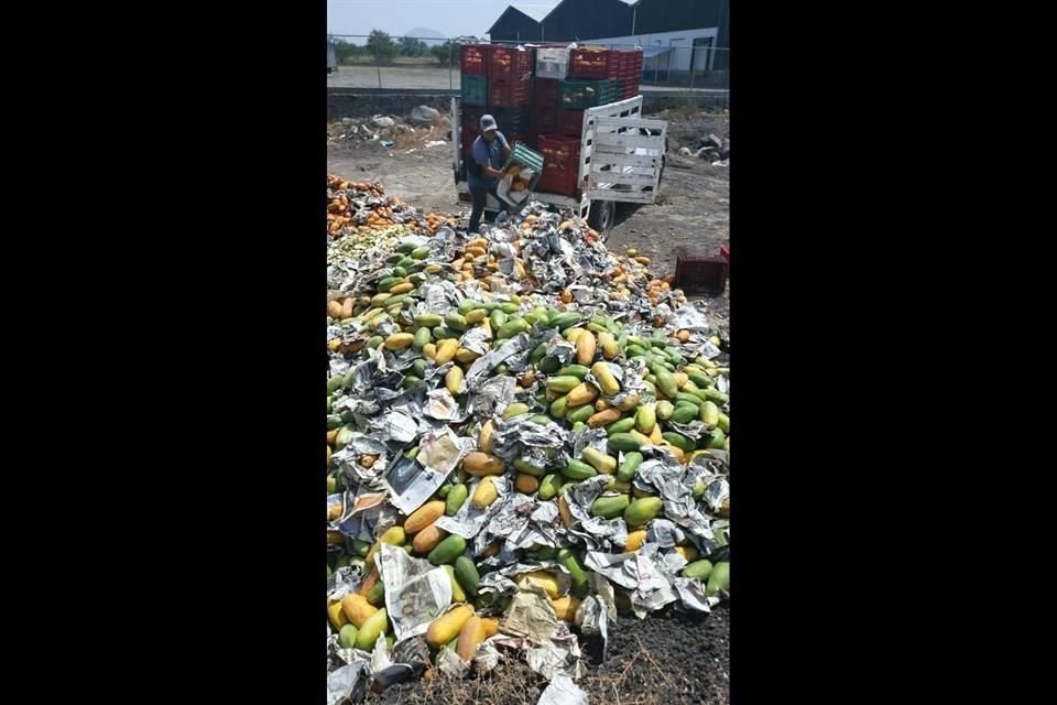 Camionetas transportan cajas llenas de papayas para sepultarlas, comentan los investigadores.