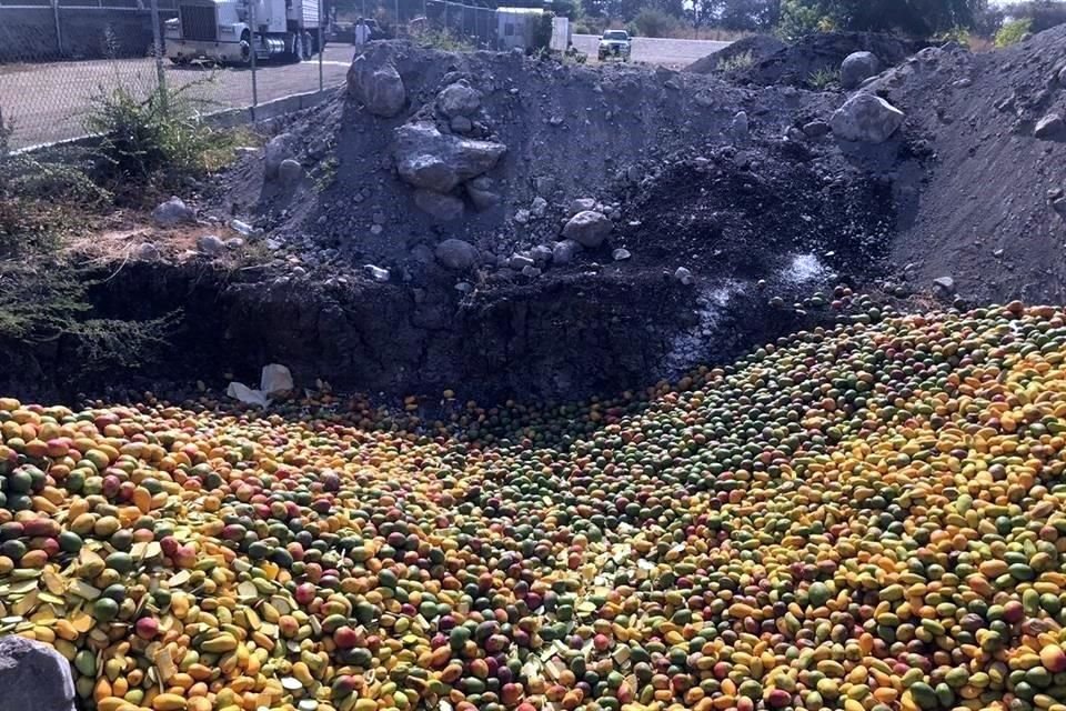 Los productores sepultan mango en buenas condiciones para manipular el precio del mercado, aseguran los especialistas.