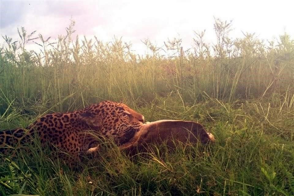 Una hembra y su cría fueron filmadas mientras se alimentaban con una tortuga marina en una ANP de Nayarit.