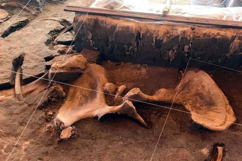 Partes de los mamuts como las pelvis y costillas aún pueden observarse.