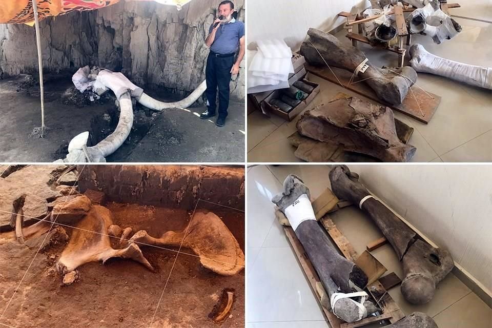 Arqueólogos del INAH encontraron los restos de 14 mamuts en Tultepec, Edomex; se trata del hallazgo más grande de ese tipo en el País.