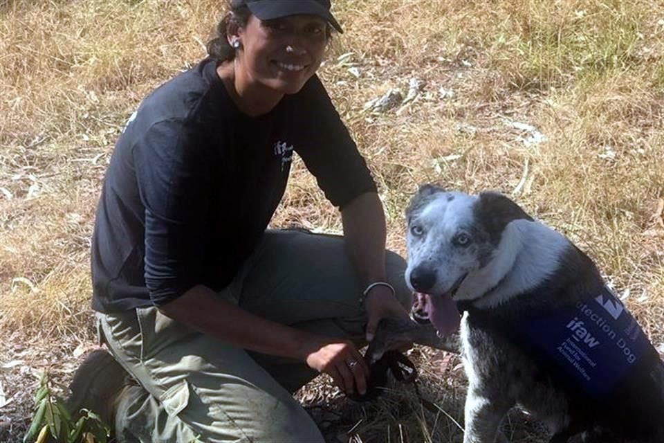 'Oso', un perro mestizo, ayuda a encontrar y salvar koalas heridos durante los recientes incendios forestales en Australia.