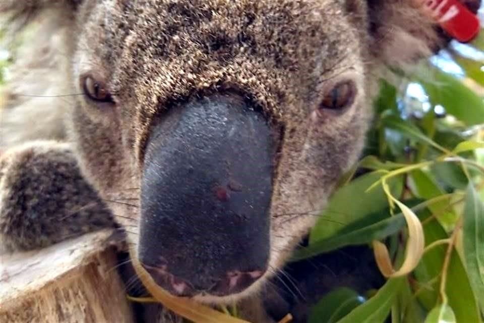 Se estima que más de 350 koalas han perecido durante los incendios de las últimas semanas en Australia.