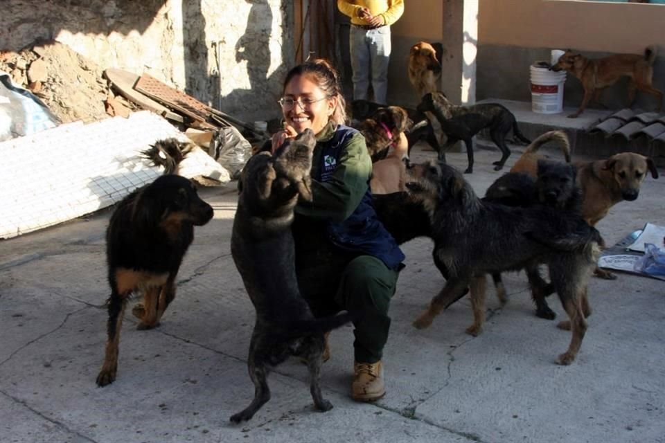 Algunos de los ejemplares fueron recibidos por el Centro de Control Canino 'Dr. Alfonso Angellini', donde se les valoró y brindó atención médica.