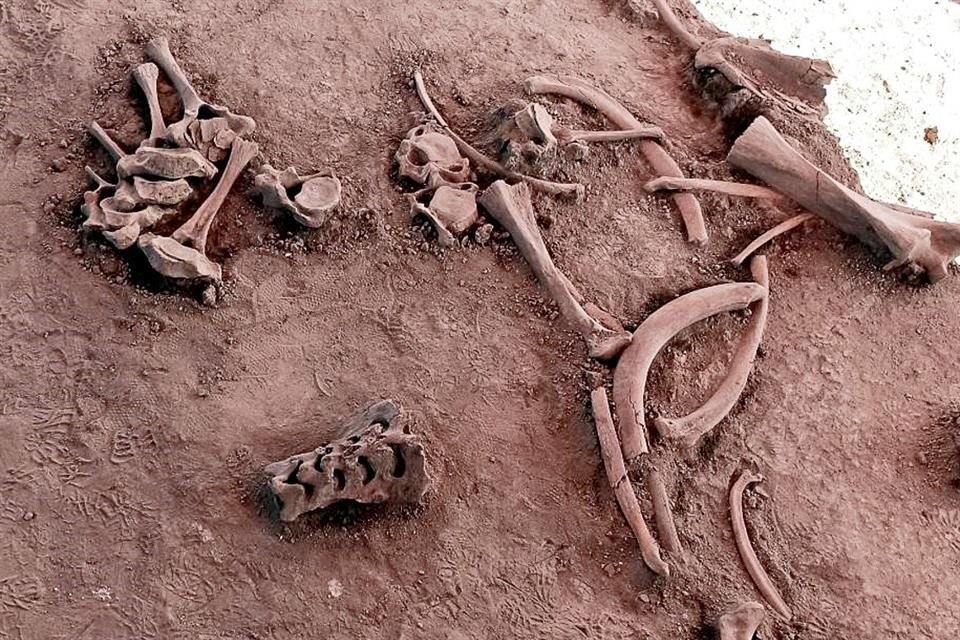 La noticia dada a conocer el 6 de noviembre fue de repercusión mundial, dice el titular de la Dirección de Salvamento Arqueológico, Salvador Pulido Méndez, todavía sorprendido del hallazgo.