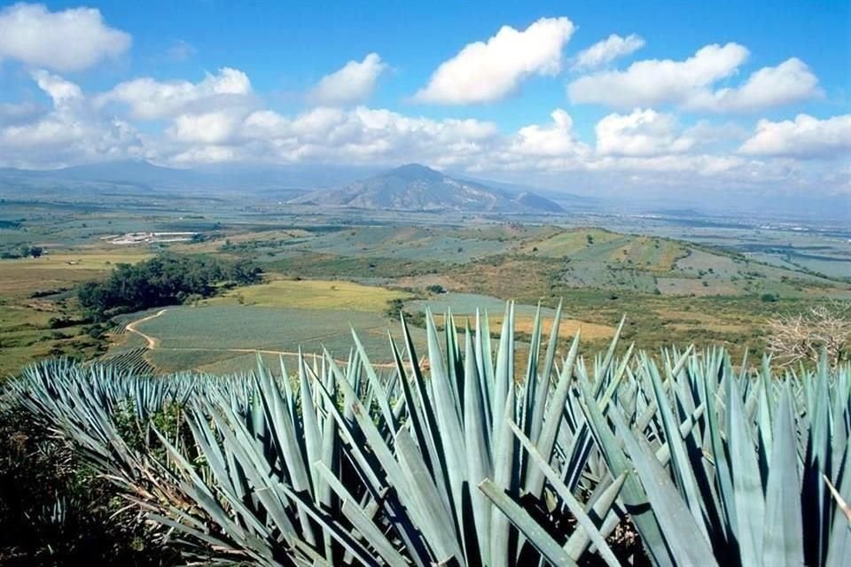 Aunque 2019 fue un año complicado para varias industrias en Jalisco, para la tequilera fue diferente, que con cifras a noviembre rompió sus marcas históricas de producción y exportación.