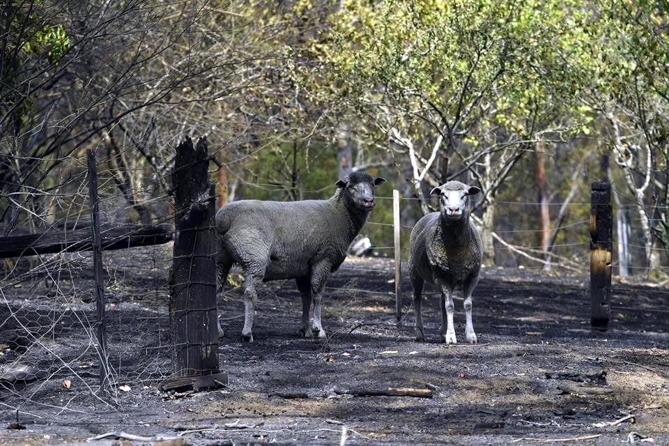 Cerca de 500 millones de animales han muerto en Australia debido a incendios que sufre el país desde septiembre, revela investigación.