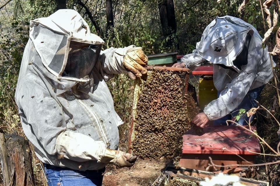 Se calcula que en México ha habido una reducción de 30 por ciento de colmenas en los últimos años por pesticidas.