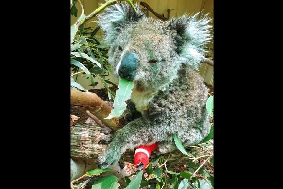 La mitad de los koalas libres de enfermedades de la Isla Canguro, en Australia, han muerto debido a los incendios, advierten expertos.