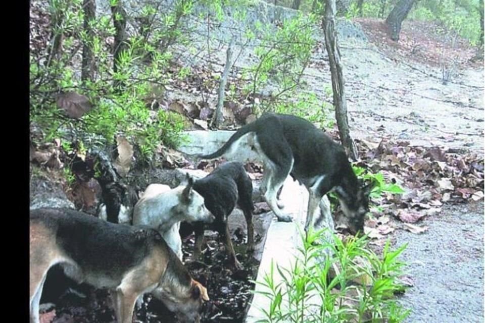 Desde hace varios años se han detectado perros ferales en el Área Natural Protegida Bosque La Primavera.