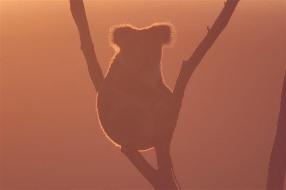 Cerca de 1.25 mil millones de animales podrían haber muerto debido a los incendios forestales en Australia, estima WWF.