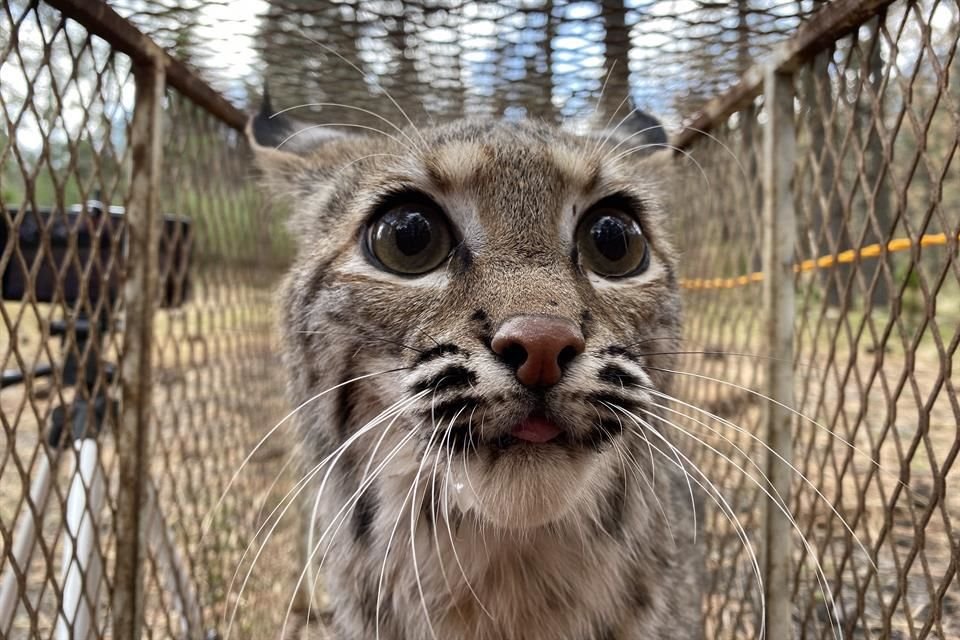 La Unidad de Rescate de Fauna Silvestre de Tlajomulco reubicó a dos linces, un coyote y una zorra en el Nevado de Colima.