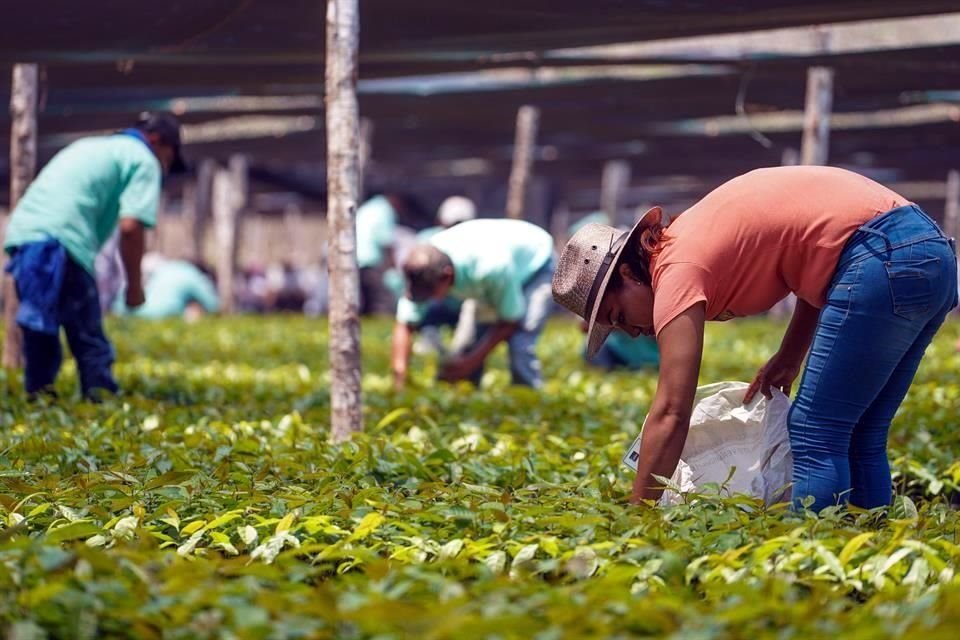 Con pagos por adelantado y sin supervisión, Sembrando Vida resultó una mala política pública debido a su escaso éxito.