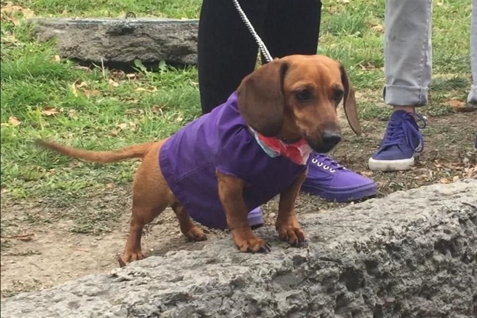 Algunas manifestantes asistieron a la movilización acompañadas de sus mascotas.