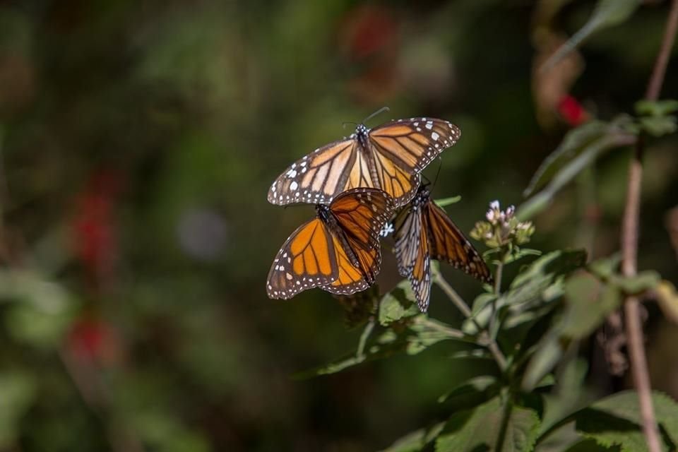 Las temperaturas más bajas en Estados Unidos retrasaron la reproducción y el desarrollo de las poblaciones de mariposas monarca.