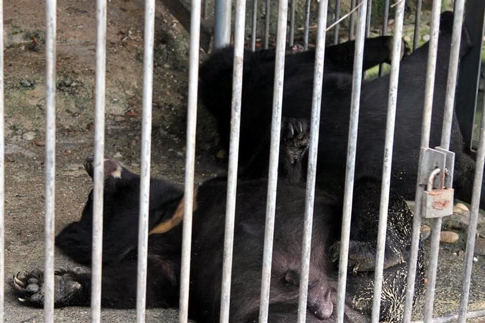 El Gobierno chino recomienda inyecciones que contienen bilis extraída de osos en cautiverio para tratar el Covid-19, denuncian expertos.