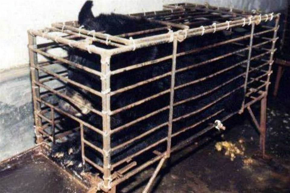 Las medicinas tradicionales del país asiático contienen partes de la bilis de osos criados en cautiverios, una práctica legal en China.