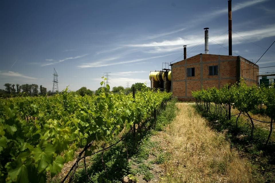 El terruño hidrocálido ostenta grandes bodegas.