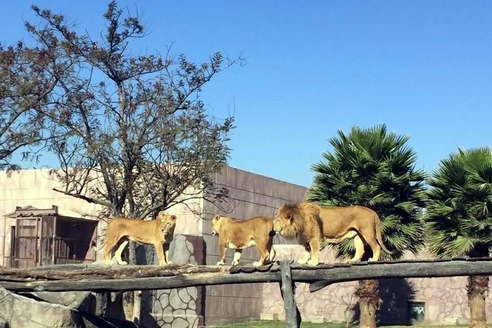 El rugido de los leones del Zoológico de Chapultepec se percibe sobre el Paseo de la Reforma.